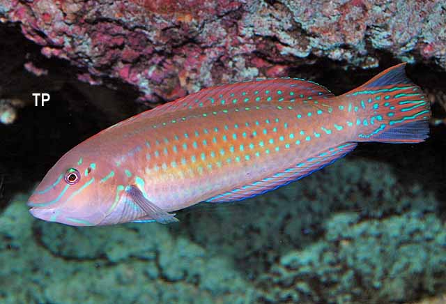Painted Wrasse